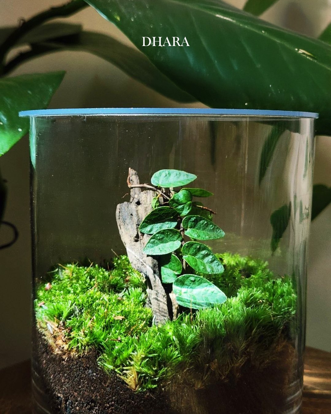 Terrarium creation