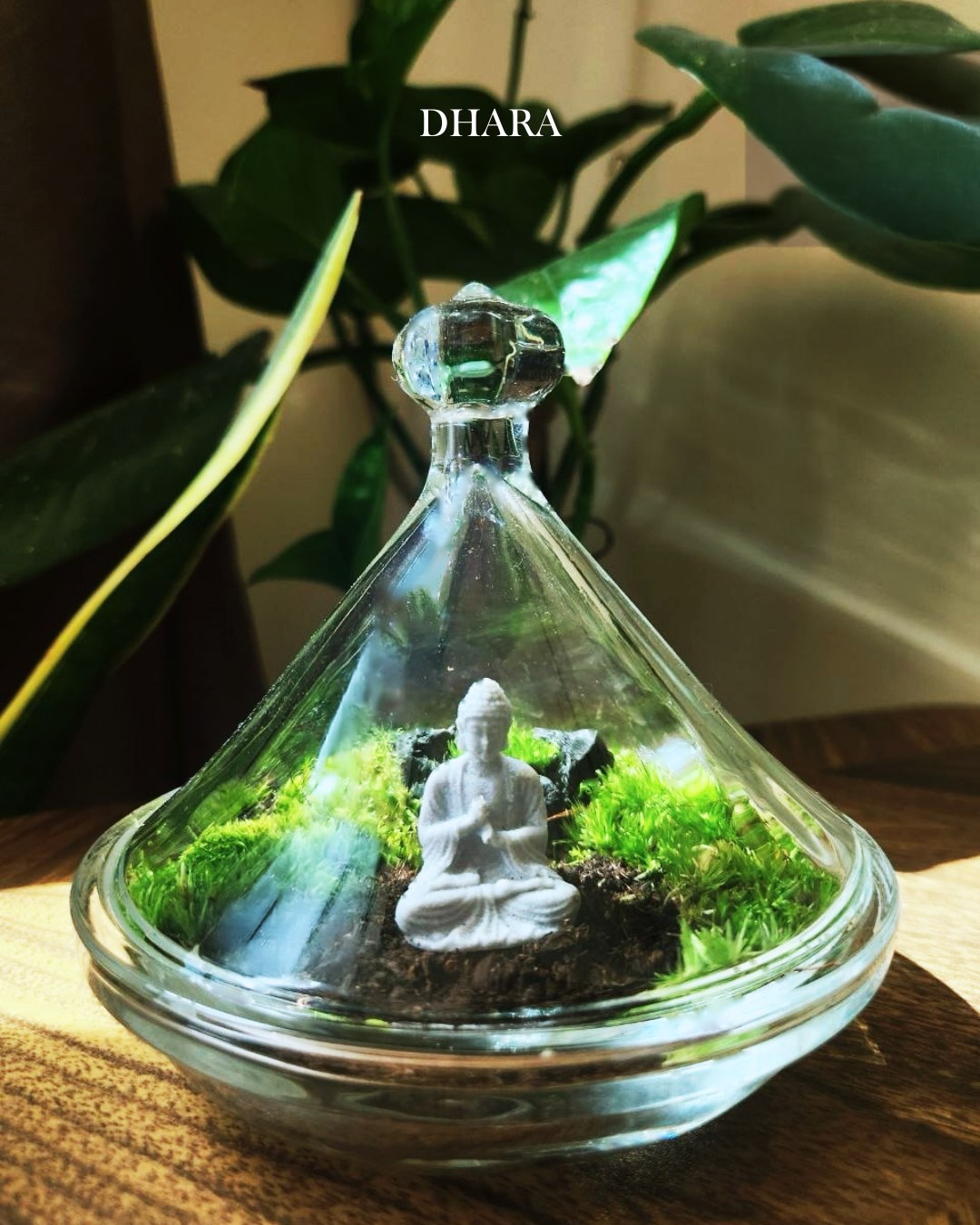 Terrarium creation