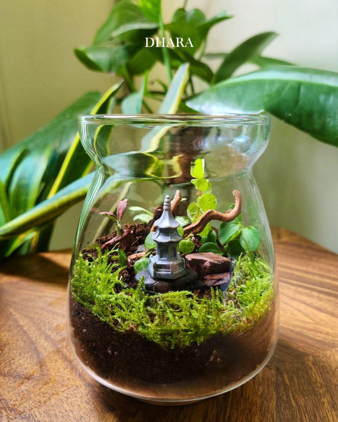 Terrarium creation